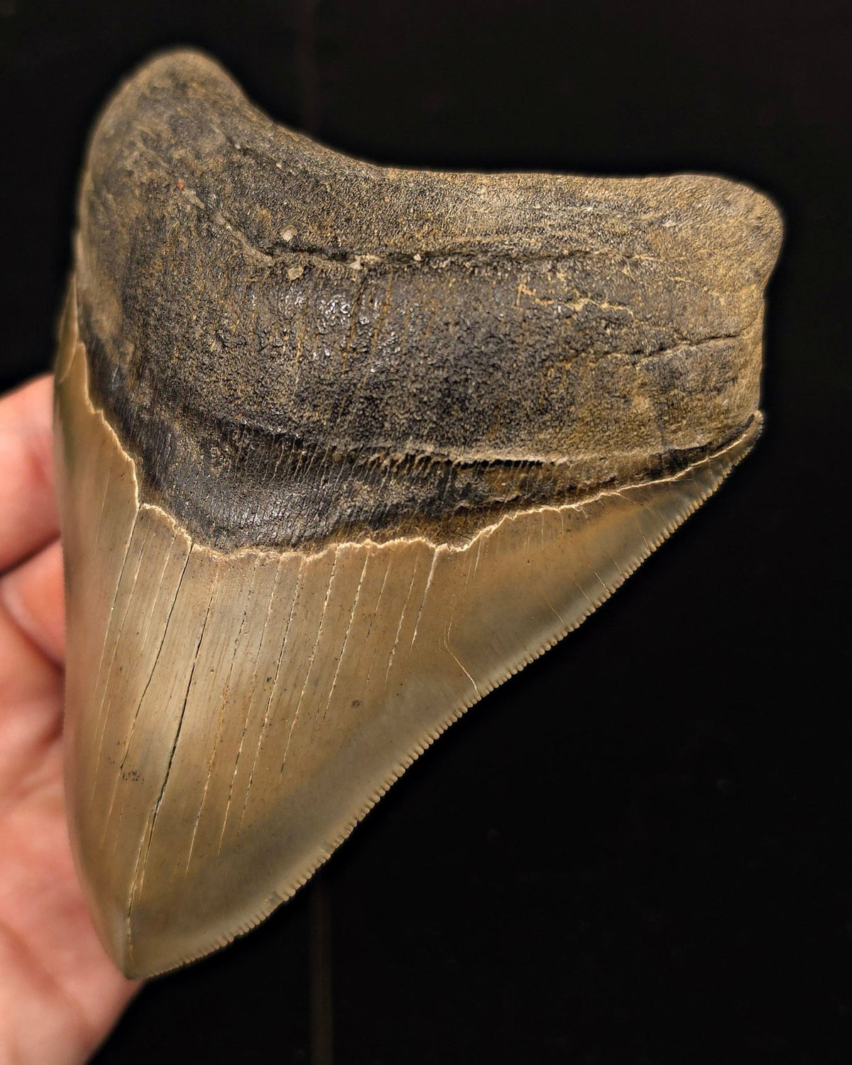 Vito Bertucci Find, 5.14" Megalodon Tooth - Ogeechee River, GA - Fossil Driven