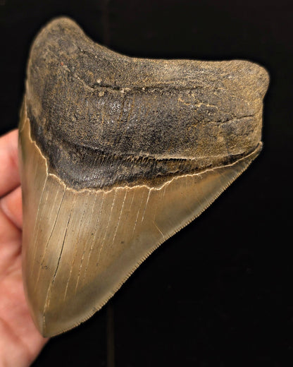 Vito Bertucci Find, 5.14" Megalodon Tooth - Ogeechee River, GA - Fossil Driven