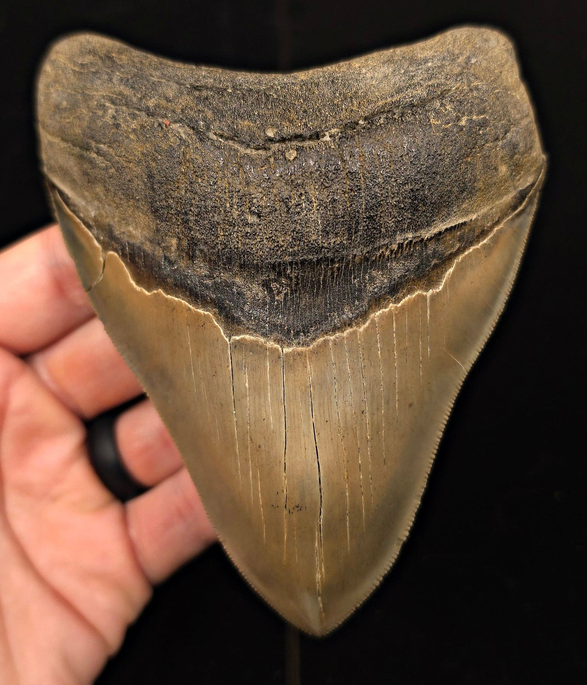 Vito Bertucci Find, 5.14" Megalodon Tooth - Ogeechee River, GA - Fossil Driven