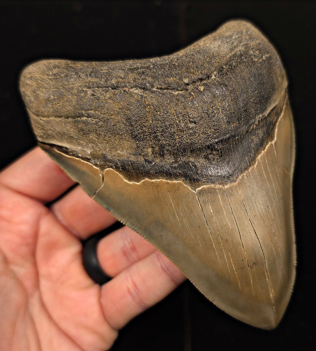 Vito Bertucci Find, 5.14" Megalodon Tooth - Ogeechee River, GA - Fossil Driven