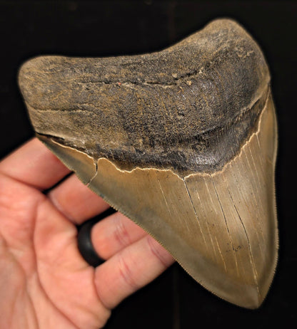 Vito Bertucci Find, 5.14" Megalodon Tooth - Ogeechee River, GA - Fossil Driven