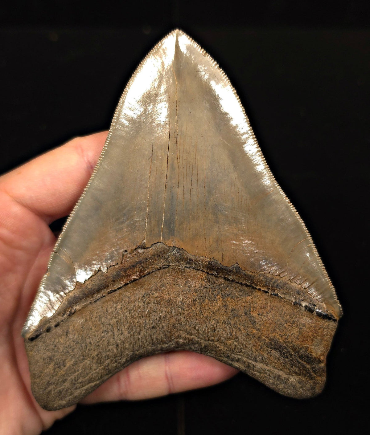 Vito Bertucci Find, 5.14" Megalodon Tooth - Ogeechee River, GA - Fossil Driven