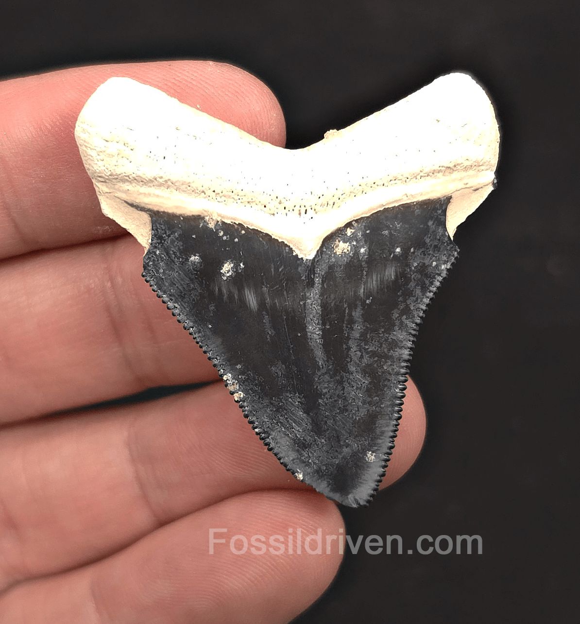 Vivid, 1.90" Blue Fossil Megalodon Tooth - Bone Valley, Florida - Fossil Driven